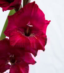 Gladiol Plum Tart - Gladiolus byzantinus - prodej cibulovin - 3 ks