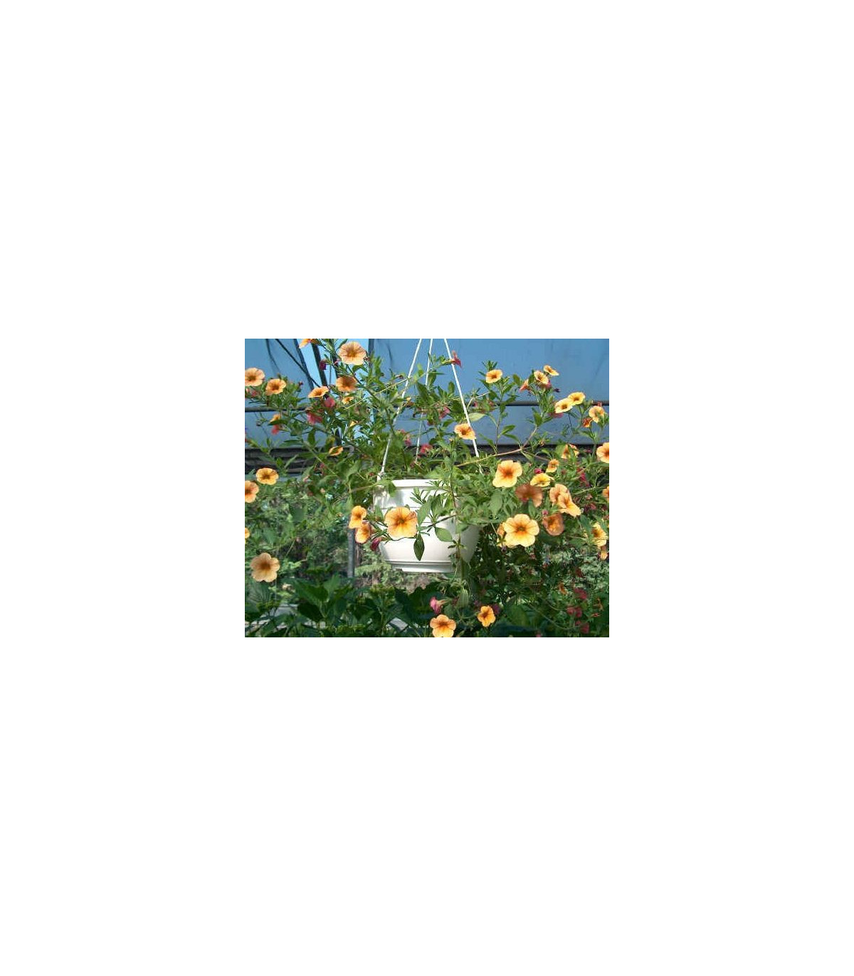 Petúnie velkokvětá převislá mix barev - Petunia hybrida pendula - prodej semen - 150ks