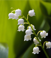 Konvalinka vonná - Convallaria majalis - prodej prostokořenných sazenic - 1 ks