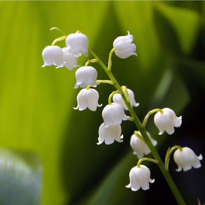 Konvalinka vonná - Convallaria majalis - prodej prostokořenných sazenic - 1 ks