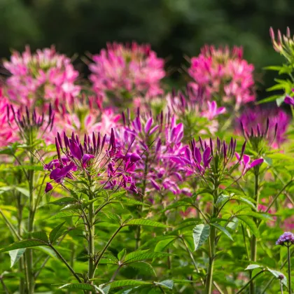 Luštěnice trnitá - Cleome hassleriana - prodej semen - 10 ks