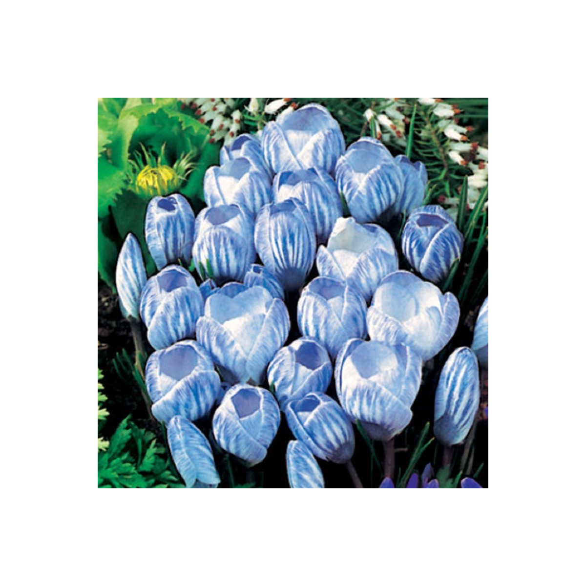 Krokus Sky Blue - Crocus vernus - prodej cibulovin - 3 ks