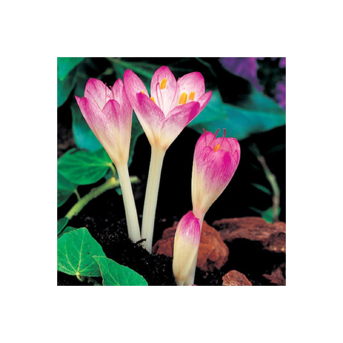 Ocún Byzantium - Colchicum Cilicium - prodej cibulovin - 1 ks