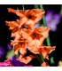 Gladiol oranžový - Gladiolus communis - prodej cibulovin - 3 ks