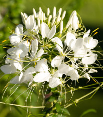 Luštěnice trnitá bílá - Cleome houtteana - prodej semen - 10 ks