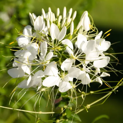 Luštěnice trnitá bílá - Cleome houtteana - prodej semen - 10 ks