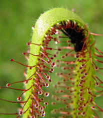 Rosnatka kapská Vogelgat NR - Drosera capensis - prodej semen - 15 ks