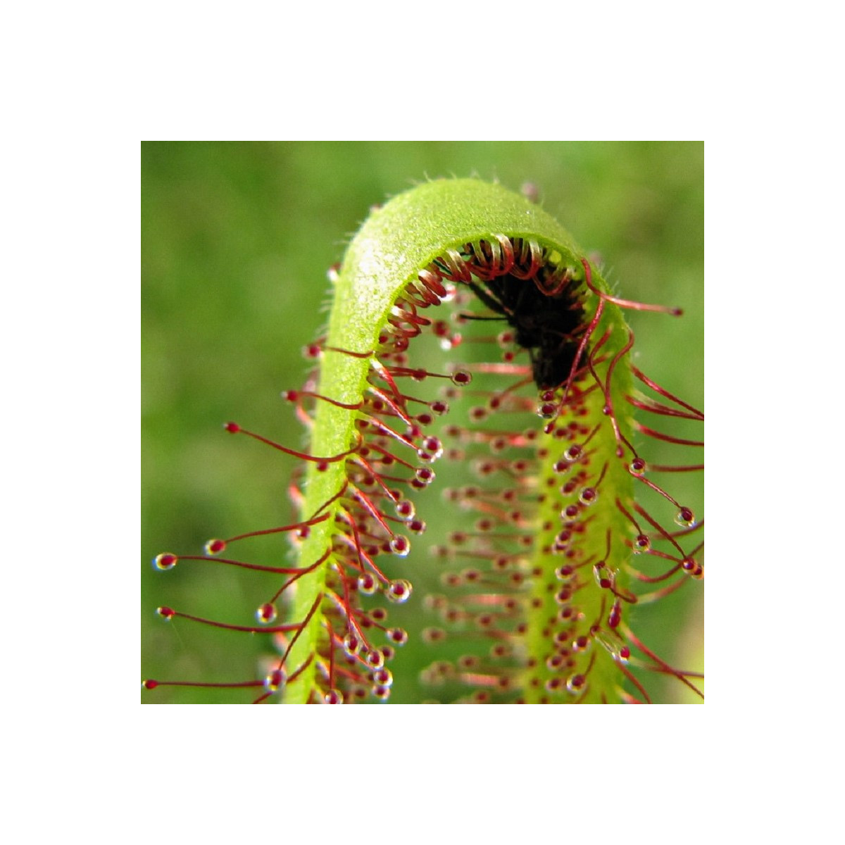 Rosnatka kapská Vogelgat NR - Drosera capensis - prodej semen - 15 ks