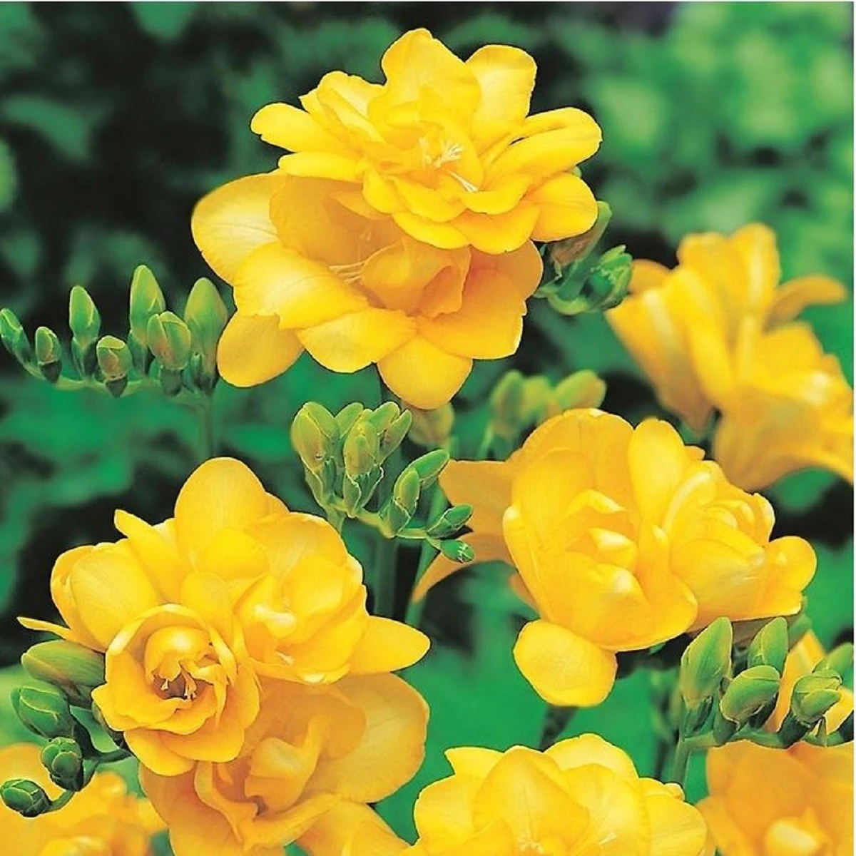 Frézie plnokvětá žlutá - Freesia - prodej cibulovin - 3 ks