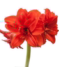 Hvězdník plnokvětý Amarantia - Hippeastrum - prodej cibulovin - 1 ks