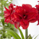 Hvězdník plnokvětý Amarantia - Hippeastrum - prodej cibulovin - 1 ks