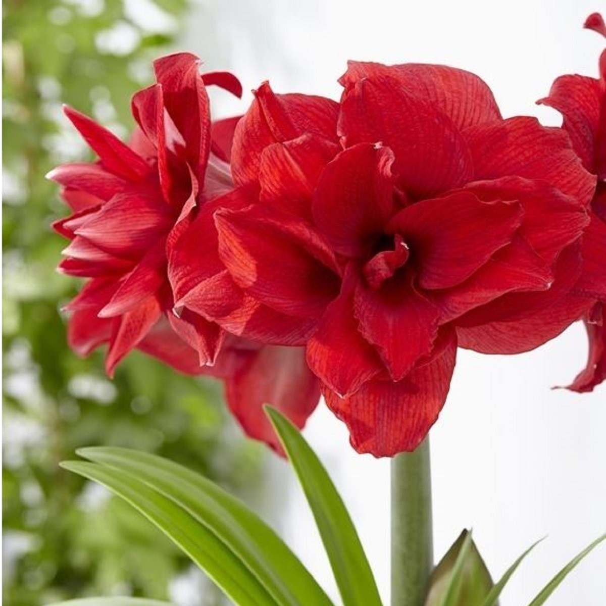 Hvězdník plnokvětý Amarantia - Hippeastrum - prodej cibulovin - 1 ks