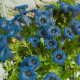 Hořec bezlodyžný - Gentiana acaulis - prodej semen - 8 ks