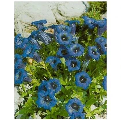Hořec bezlodyžný - Gentiana acaulis - prodej semen - 8 ks