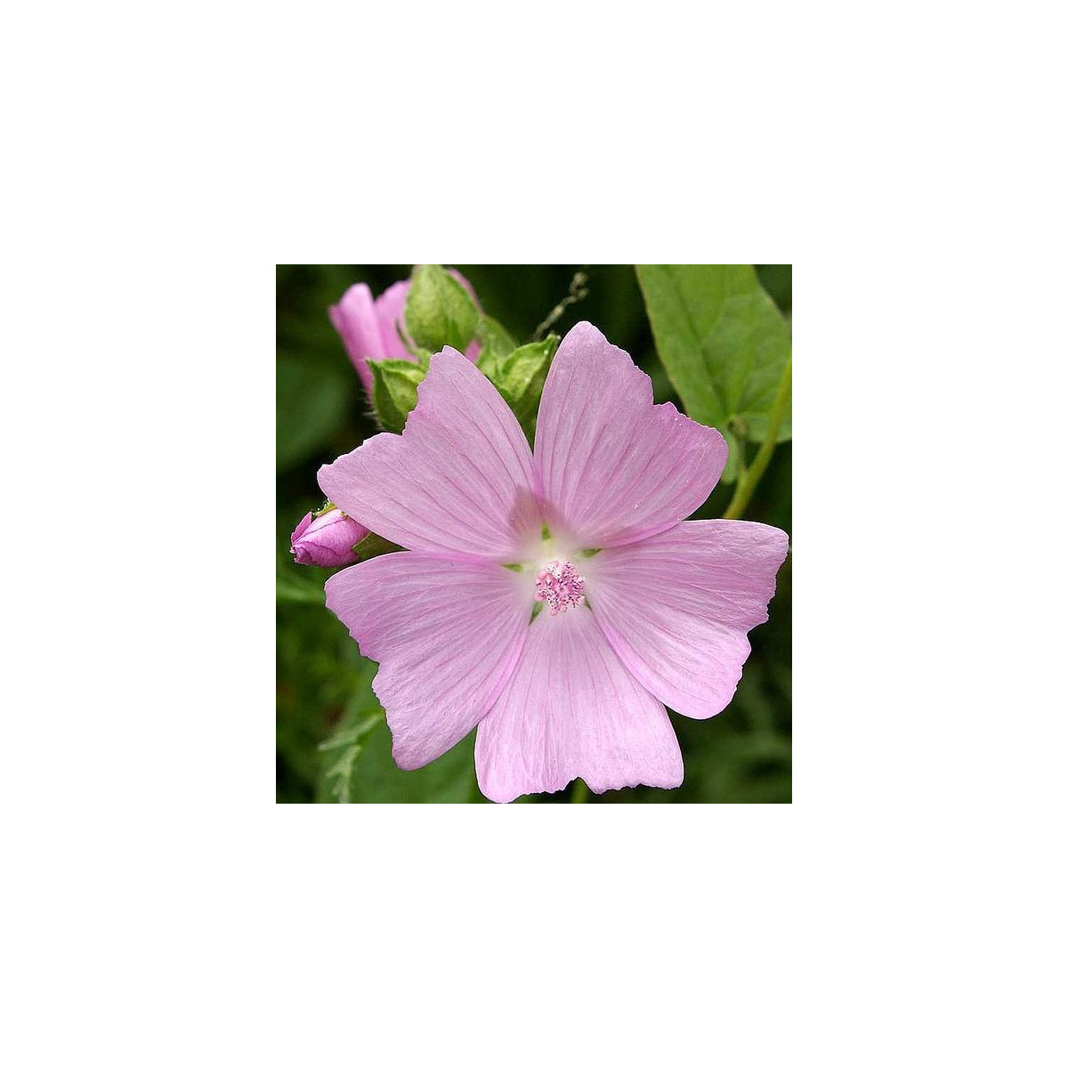 Sléz pižmový - Malva moschata - prodej semen - 50 ks