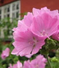 Sléz pižmový - Malva moschata - prodej semen - 50 ks