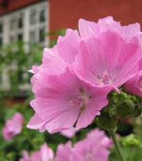 Sléz pižmový - Malva moschata - prodej semen - 50 ks