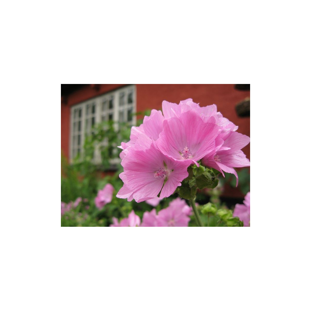 Sléz pižmový - Malva moschata - prodej semen - 50 ks