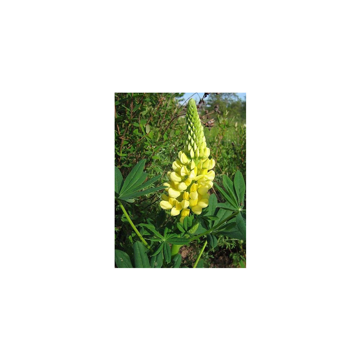 Vlčí bob žlutý - Lupina mnoholistá - Lupinus polyphyllus - semena vlčího bobu - 30 ks
