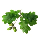 Listnaté stromy a keře