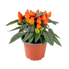 Balkónové papriky a chilli