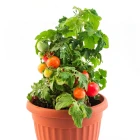 Balkónová rajčata