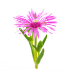 Lampranthus