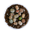 Lithops