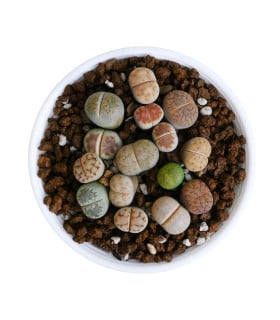 Lithops