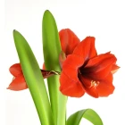 Amarylka / Hvězdník