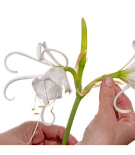 Peruánský narcis