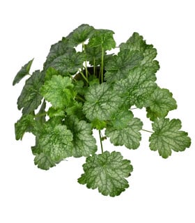 Dlužicha