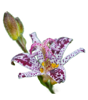 Liliovka