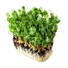 Mikrozelenina a klíčky