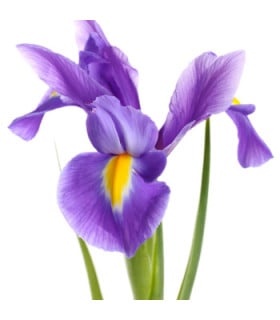 Hlíznatý