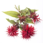 Monarda