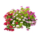 BIO okrasné rostliny