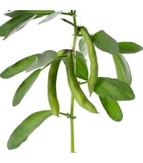 BIO Bob
