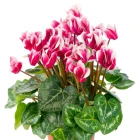 Brambořík - trvalky