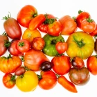 Nejprodávanější odrůdy rajčat