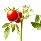 Rajčata vhodná do skleníku