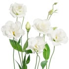 Eustoma