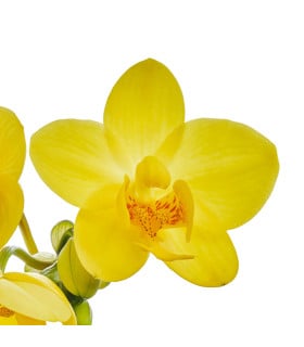 Orchidej