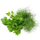 Výsevní pásky bylinek