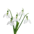 Bledule a sněženky