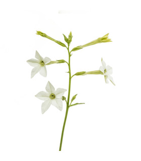 Tabák