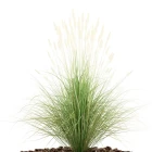 Okrasné trávy