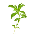 Stévie