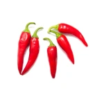 Chilli papriky - pálivé