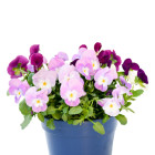 Macešky - dvouletky